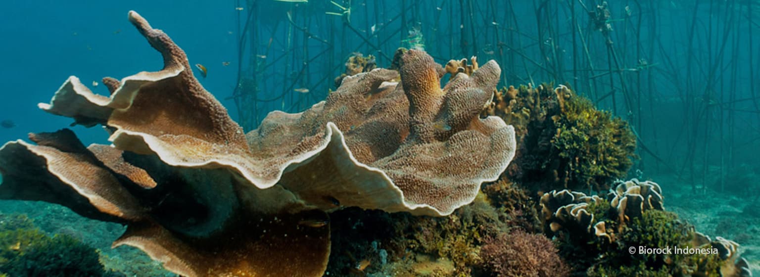 bg image https://cebytb37gqewrsv4.public.blob.vercel-storage.com/bali-summer-course-indonesia-28154-d1QnTFqNglnT1CTA3PBzgOHBwft33a.jpg