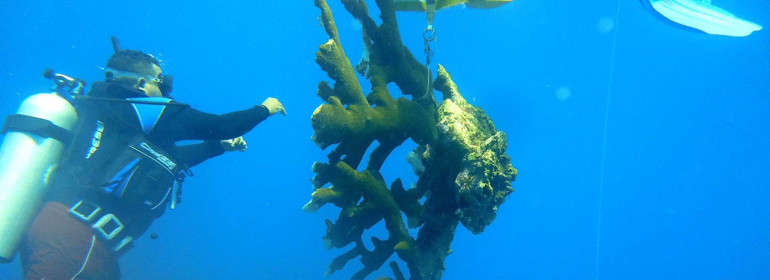 bg image https://cebytb37gqewrsv4.public.blob.vercel-storage.com/las-terrenas-internship-dominican-republic-27886-kbkfbhjFJvQHjAEeSwONs9OYMiLCAm.jpg